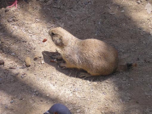 Chipmunk Photo